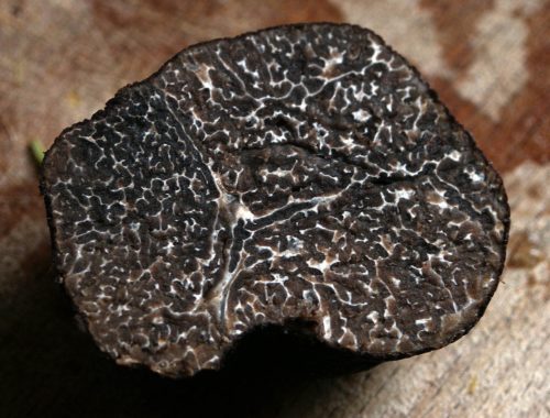 winter truffle black
