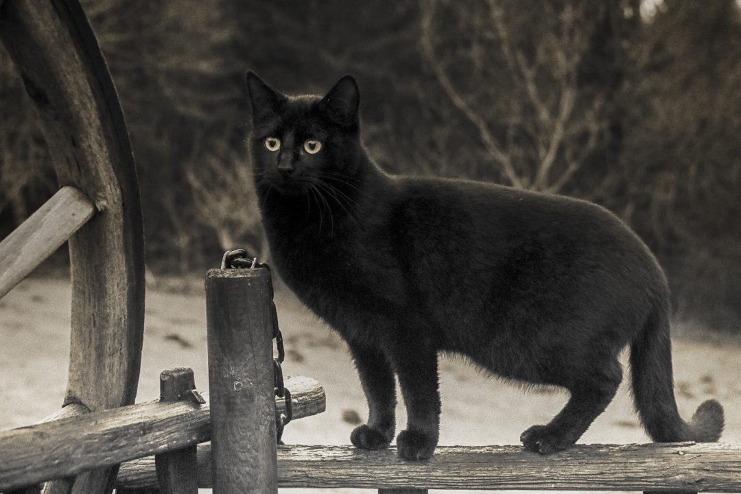 černá kočka na ulici