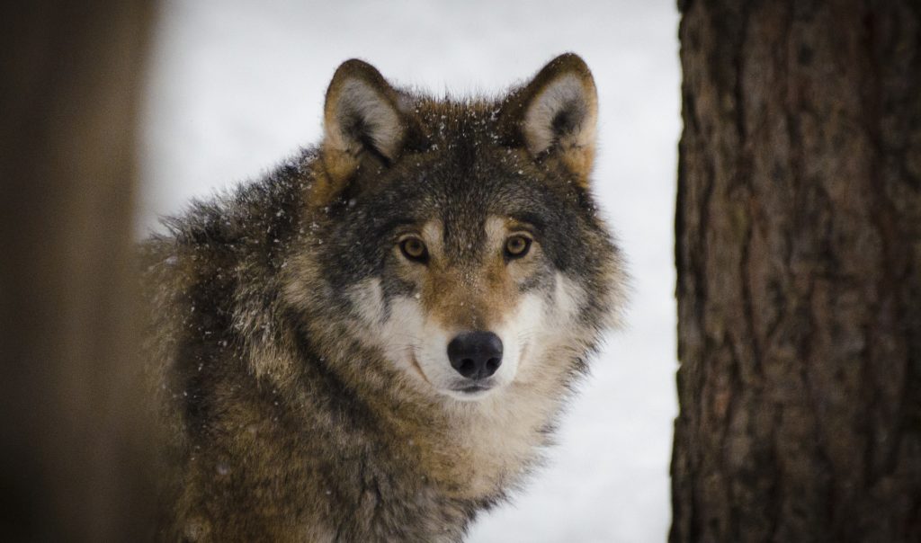Vlk v zimě se zasněženým kožíškem, koukající do objektivu.