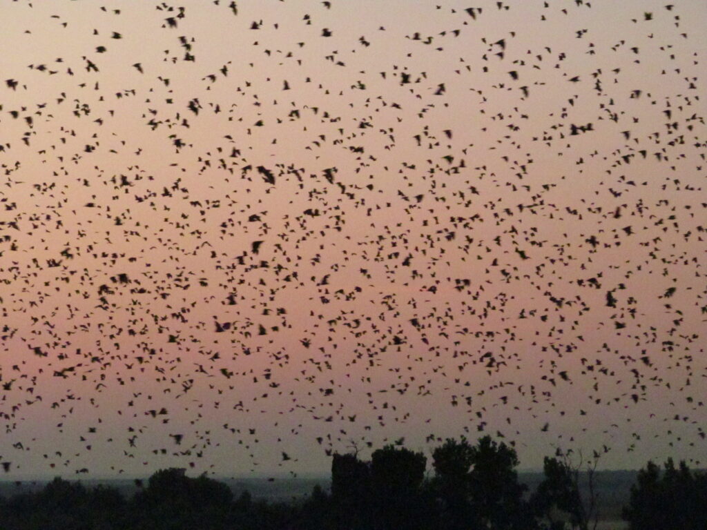 Tisíce letících kaloňů na oranžově zbarveném ranním nebi.
