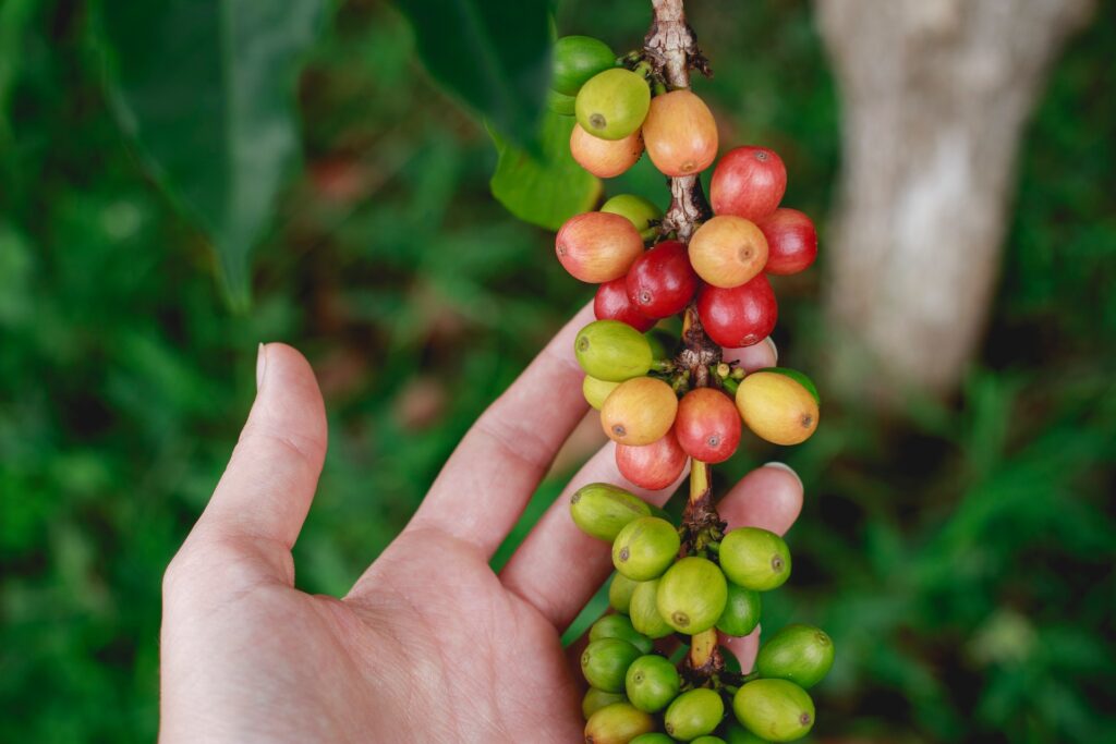 nezralé kávové třešně na ruce