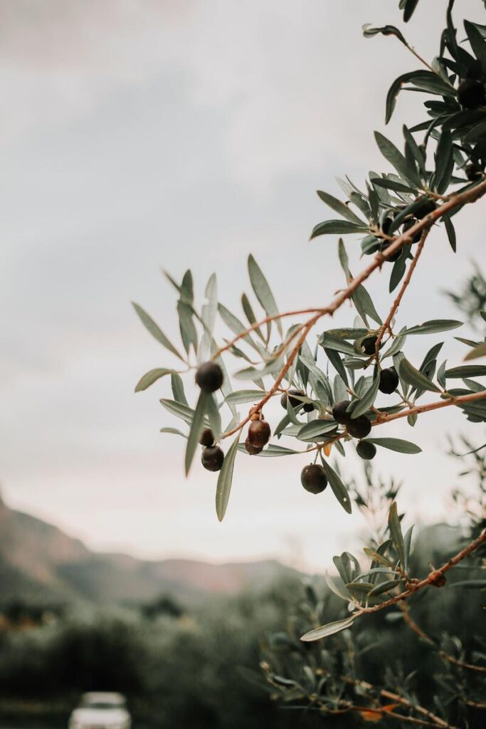 větvička olivovníku s olivami
